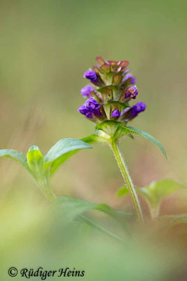 Prunella vulgaris (Gemeine Braunelle), 21.11.2021