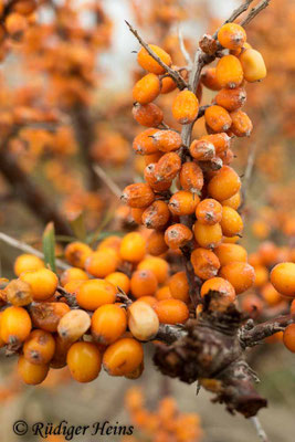 Hippophae rhamnoides (Sanddorn)