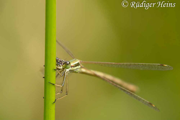 Südliche Binsenjungfer (Lestes barbarus) Weibchen, 18.8.2023 - Makroobjektiv 180mm f/3.5