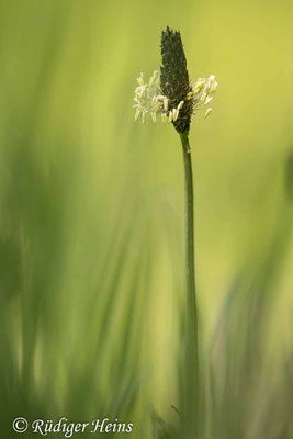 Plantago lanceolata (Spitzwegerich), 1.5.2024