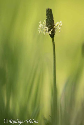 Plantago lanceolata (Spitzwegerich)