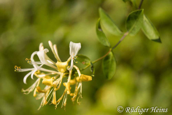 Lonicera periclymenum (Waldgeißblatt), 15.7.2024