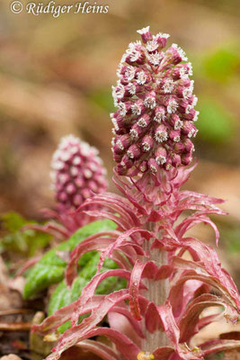 Petasites hybridus (Gewöhnliche Pestwurz)