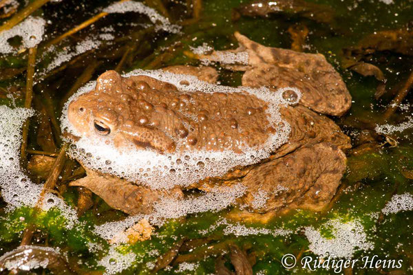 Bufo bufo (Erdkröte) Männchen, 24.3.2010