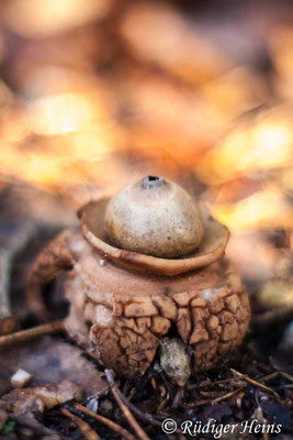 Geastrum triplex (Halskrausen-Erdstern), 18.11.2015