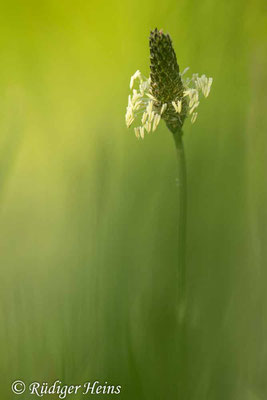 Plantago lanceolata (Spitzwegerich), 1.5.2024