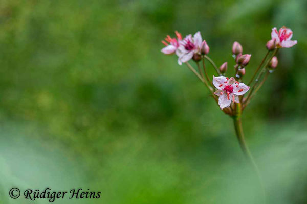 Schwanenblume (Butomus umbellatus), 27.7.2023 - Makroobjektiv 100mm f/2.8