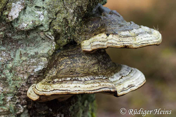 Fomes fomentarius (Zunderschwamm), 10.1.2022