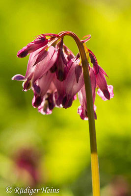 Dicentra eximia (Zwerg-Herzblume), 22.4.2019