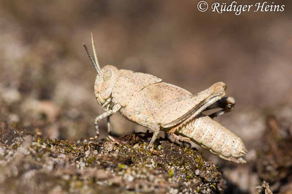 Oedipoda caerulescens (Blauflügelige Ödlandschrecke) Weibchen Larve