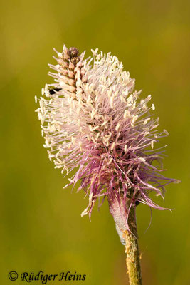 Plantago media (Mittlerer Wegerich), 18.5.2012