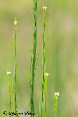 Arabis glabra (Turmkraut), 18.6.2019