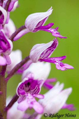 Orchis militaris (Helm-Knabenkraut), 19.5.2012