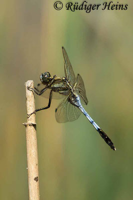 Orthetrum albistylum (Östlicher Blaupfeil) Männchen, 22.6.2017