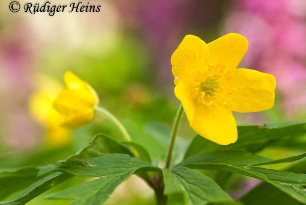 Anemone ranunculoides (Gelbes Windröschen)