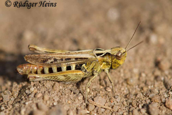 Chorthippus biguttulus (Nachtigall-Grashüpfer) Weibchen, 4.9.2017