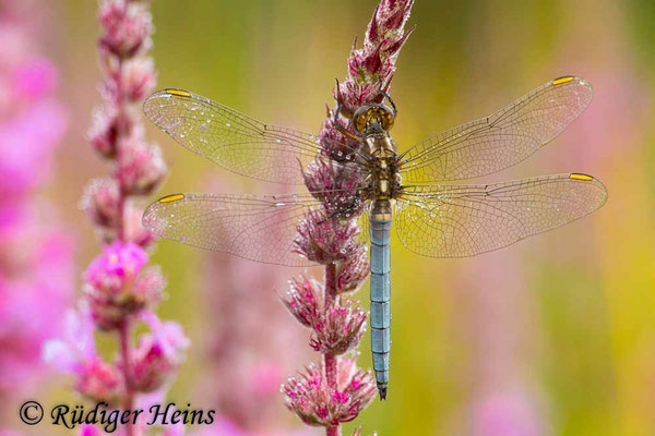 Orthetrum coerulescens (Kleiner Blaupfeil) Männchen