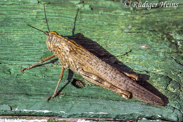 Anacridium aegyptium (Ägyptische Wanderheuschrecke) Weibchen, 28.10.1988 (Scan vom Dia)