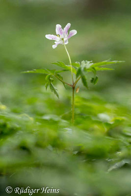 Buschwindröschen (Anemone nemorosa), 12.4.2024 - Makroobjektiv 100mm f/2.8