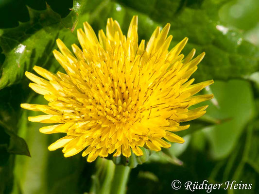 Sonchus asper (Raue Gänsedistel), 19.9.2009