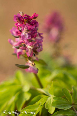 Corydalis cava (Hohler Lerchensporn), 24.3.2020