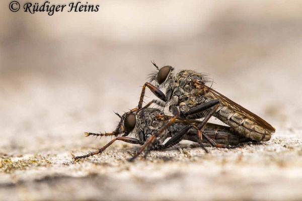 Tolmerus atricapillus (Gemeine Raubfliege) Paarung