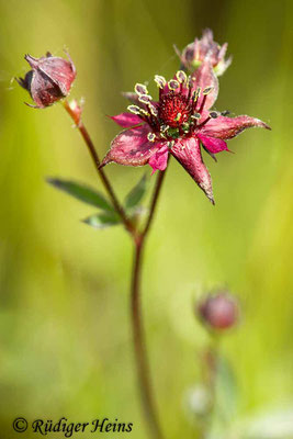 Potentilla palustris (Sumpf-Blutauge), 5.6.2017