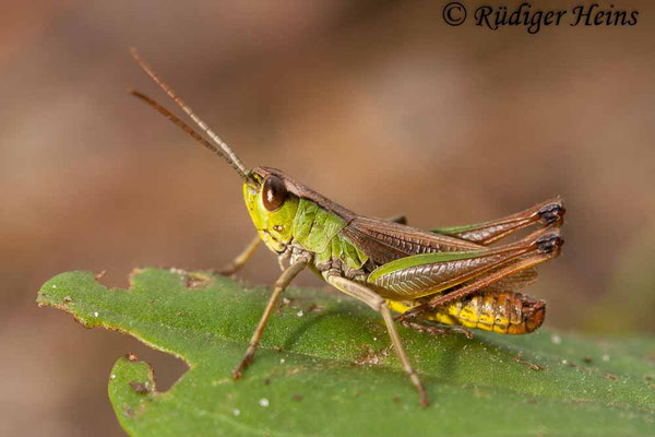 Pseudochorthippus parallelus (Gemeiner Grashüpfer) Männchen, 15.8.2010