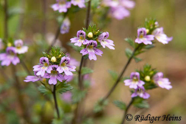 Euphrasia stricta (Steifer Augentrost), 16.9.2018