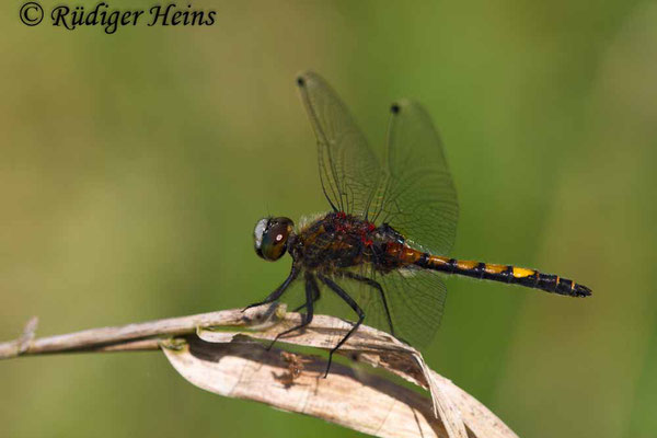 Leucorrhinia pectoralis (Große Moosjungfer), Männchen 9.5.2018