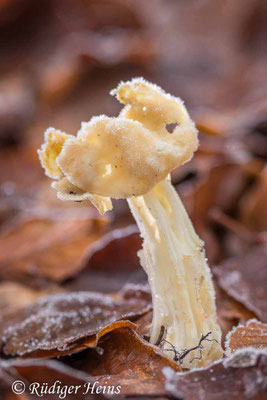 Helvella crispa (Herbst-Lorchel), 26.12.2020