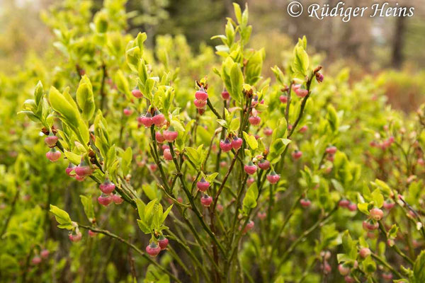 Vaccinium myrtillus (Heidelbeere), 30.4.2022