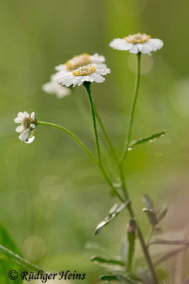 Achillea ptarmica (Sumpf-Schafgarbe)