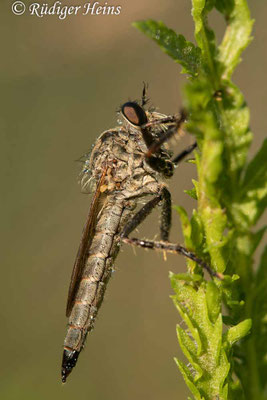 Neoepitriptus arthriticus (Seiden-Raubfliege) Weibchen