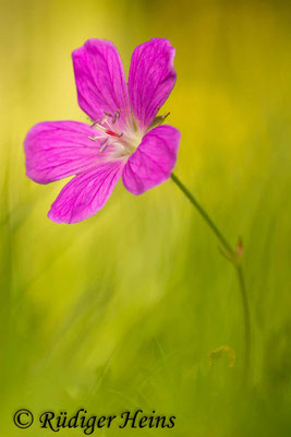 Geranium sanguineum (Blutroter Storchschnabel), 5.6.2014