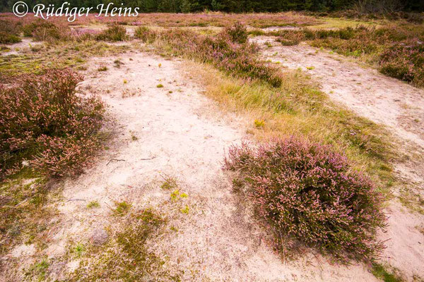 Myrmeleotettix maculatus (Gefleckte Keulenschrecke) Habitat, 16.9.2017