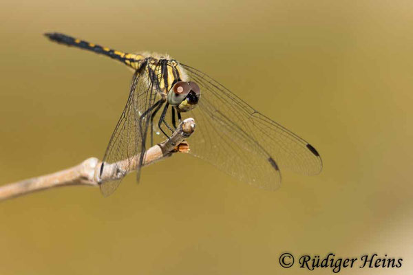 Schwarzer Sonnenzeiger Weibchen (Trithemis festiva), 12.10.2025 - Telezoom 100-400mm/f5,6-8
