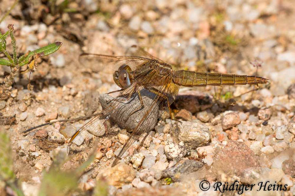 Crocothemis erythraea, Feuerlibelle, Weibchen