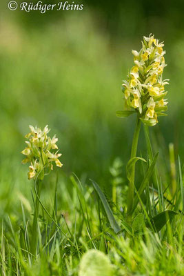 Dactylorhiza sambucina (Holunder-Fingerwurz), 5.6.2014