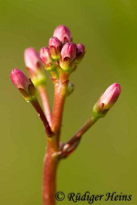 Menyanthes trifoliata (Fieberklee)