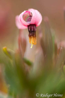 Vaccinium oxycoccos, Gewöhnliche Moosbeere