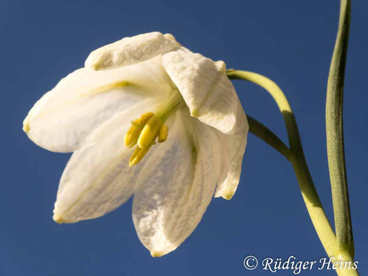 Fritillaria meleagris (Schachblume), 16.4.2020