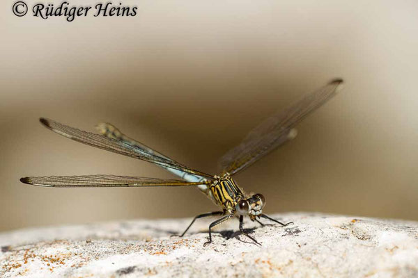 Epallage fatime (Blaue Orientjungfer) Weibchen, 15.5.2015