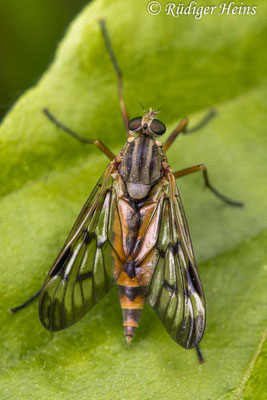 Rhagio scolopaceus (Gemeine Schnepfenfliege), 3.6.2021