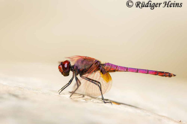 Trithemis annulata (Violetter Sonnenzeiger) Männchen, 7.10.2024