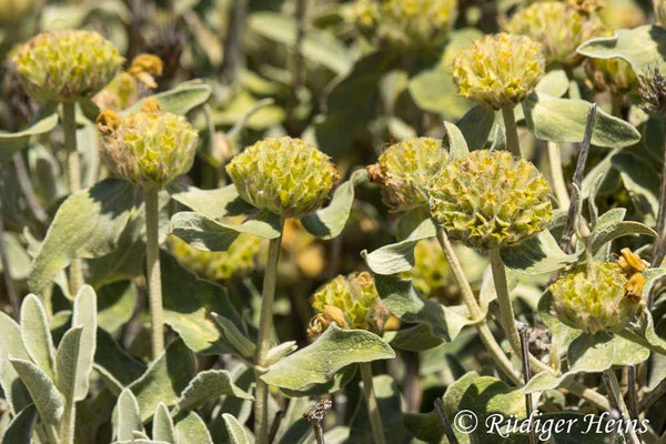 Phlomis fruticosa (Strauchiges Brandkraut), 23.5.2024