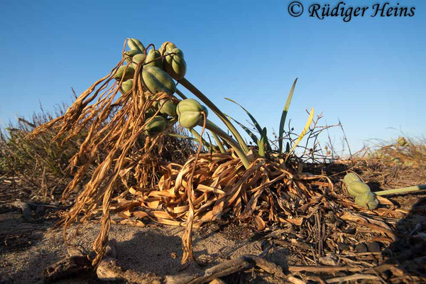 Pancratium maritimum (Dünen-Trichternarzisse oder Strandlilie)