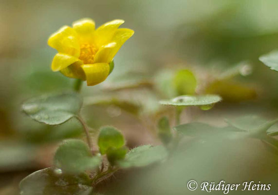 Ranunculus ficaria (Scharbockskraut)