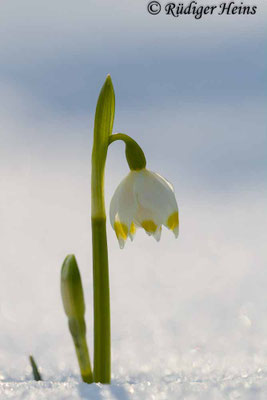 Leucojum vernum (Frühlingsknotenblume oder Märzenbecher)