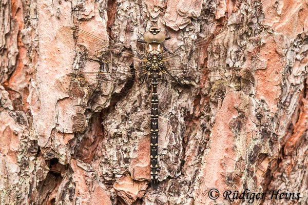 Aeshna subarctica, Hochmoor-Mosaikjungfer, Männchen